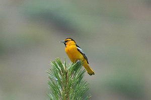 Oriole, Bullock's, 2005-06021293 Boise ID area